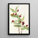 Chèvrefeuille involucré Lonicera involucrata - Mary Vaux Walcott — ingelijst kunstwerk aan de muur