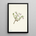 Fleur de busserole Arctostaphylos uvaursi - Mary Vaux Walcott — ingelijst kunstwerk aan de muur