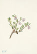 Fleur de busserole Arctostaphylos uvaursi - Mary Vaux Walcott — weergave van het kunstwerk