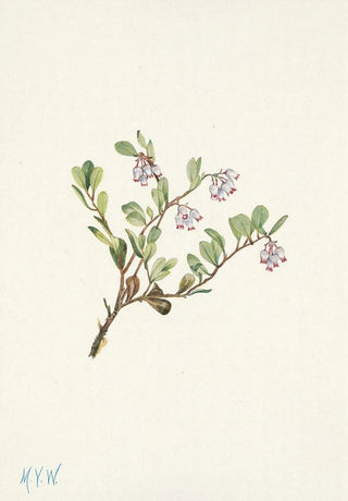 Mary Vaux Walcott - Bearberry flower Arctostaphylos uvaursi.webp
