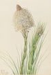 Xérophylle tenace Xerophyllum tenax - Mary Vaux Walcott — weergave van het kunstwerk