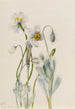 Pavot de Merriam Arctomecon merriami - Mary Vaux Walcott — weergave van het kunstwerk