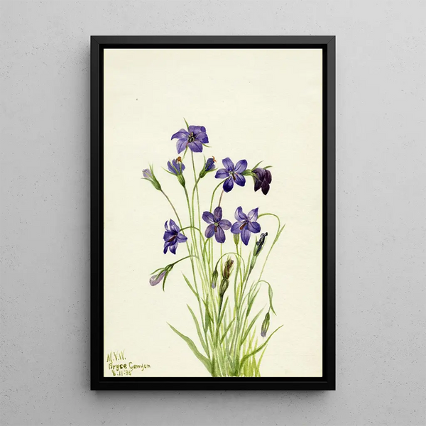 Mary Vaux Walcott - Bellflower Campanula.webp