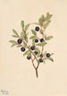 Myrtille à grandes feuilles Vaccinium membranaceum - Mary Vaux Walcott — weergave van het kunstwerk