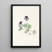 Violette pédatée Viola pedata - Mary Vaux Walcott — ingelijst kunstwerk aan de muur