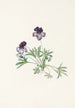 Violette pédatée Viola pedata - Mary Vaux Walcott — weergave van het kunstwerk