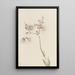 Silène enflé Silene latifolia - Mary Vaux Walcott — ingelijst kunstwerk aan de muur