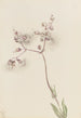 Silène enflé Silene latifolia - Mary Vaux Walcott — weergave van het kunstwerk