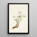 Sanguinaire du Canada Sanguinaria canadensis - Mary Vaux Walcott — ingelijst kunstwerk aan de muur