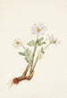 Sanguinaire du Canada Sanguinaria canadensis - Mary Vaux Walcott — weergave van het kunstwerk