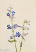 Penstémon barbu Pentstemon - Mary Vaux Walcott — weergave van het kunstwerk