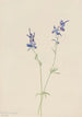 Pied d'alouette blauw Delphinium nuttallianum - Mary Vaux Walcott — weergave van het kunstwerk