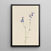 Pied d'alouette blauw Delphinium nuttallianum - Mary Vaux Walcott — ingelijst kunstwerk aan de muur