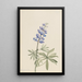 Lupin argenté Lupinus argenteus - Mary Vaux Walcott — ingelijst kunstwerk aan de muur