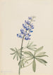 Lupin argenté Lupinus argenteus - Mary Vaux Walcott — weergave van het kunstwerk