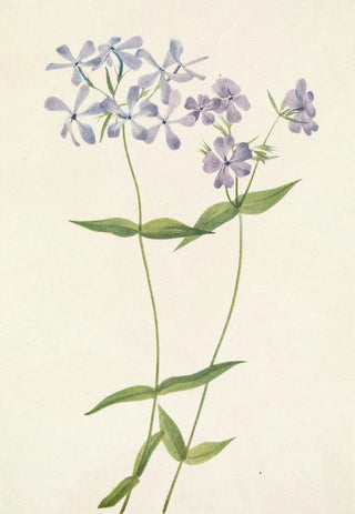 Mary Vaux Walcott - Blue Phlox Phlox divaricata.webp