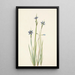 Sisyrinchium à feuilles étroites Sisyrinchium angustifolium - Mary Vaux Walcott — ingelijst kunstwerk aan de muur