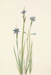 Sisyrinchium à feuilles étroites Sisyrinchium angustifolium - Mary Vaux Walcott — weergave van het kunstwerk