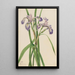 Iris versicolore Iris versicolor - Mary Vaux Walcott — ingelijst kunstwerk aan de muur