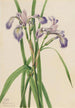 Iris versicolore Iris versicolor - Mary Vaux Walcott — weergave van het kunstwerk