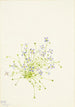 Houstonie à feuilles de serpolet Houstonia serpyllifolia - Mary Vaux Walcott — weergave van het kunstwerk
