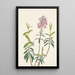 Kalmia des marais Kalmia polifolia - Mary Vaux Walcott — ingelijst kunstwerk aan de muur