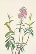 Kalmia des marais Kalmia polifolia - Mary Vaux Walcott — weergave van het kunstwerk