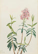 Kalmia des marais Kalmia polifolia - Mary Vaux Walcott — weergave van het kunstwerk
