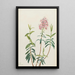 Kalmia des marais Kalmia polifolia - Mary Vaux Walcott — ingelijst kunstwerk aan de muur