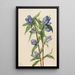 Gentiane savonneuse Gentiana saponaria - Mary Vaux Walcott — ingelijst kunstwerk aan de muur