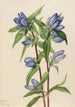 Gentiane savonneuse Gentiana saponaria - Mary Vaux Walcott — weergave van het kunstwerk