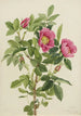 Rose de Bourgeau Rosa bourgeauiana - Mary Vaux Walcott — weergave van het kunstwerk