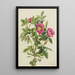 Rose de Bourgeau Rosa bourgeauiana - Mary Vaux Walcott — ingelijst kunstwerk aan de muur