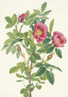 Fleur de rose de Bourgeau Rosa bourgeauiana - Mary Vaux Walcott — weergave van het kunstwerk