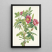 Fleur de rose de Bourgeau Rosa bourgeauiana - Mary Vaux Walcott — ingelijst kunstwerk aan de muur