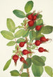 Fruit de rose de Bourgeau Rosa bourgeauiana - Mary Vaux Walcott — weergave van het kunstwerk