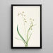 Stenanthium occidental Stenanthium occidentale - Mary Vaux Walcott — ingelijst kunstwerk aan de muur