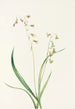 Stenanthium occidental Stenanthium occidentale - Mary Vaux Walcott — weergave van het kunstwerk