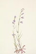 Lobélie des ruisseaux Lobelia kalmii - Mary Vaux Walcott — weergave van het kunstwerk