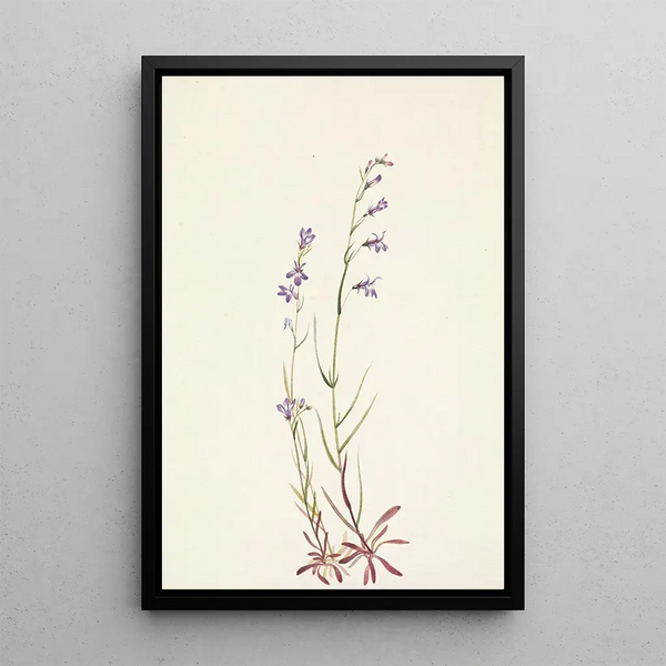 Mary Vaux Walcott - Brook Lobelia Lobelia kalmii.webp