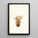 Orobanche fasciculée Orobanche fasciculata - Mary Vaux Walcott — ingelijst kunstwerk aan de muur
