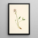 Trèfle d'eau Menyanthes trifoliata - Mary Vaux Walcott — ingelijst kunstwerk aan de muur