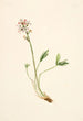 Trèfle d'eau Menyanthes trifoliata - Mary Vaux Walcott — weergave van het kunstwerk