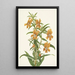 Diplacus longiflorus - Mary Vaux Walcott — ingelijst kunstwerk aan de muur