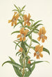 Diplacus longiflorus - Mary Vaux Walcott — weergave van het kunstwerk