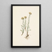 Antennaria luzuloides - Mary Vaux Walcott — ingelijst kunstwerk aan de muur