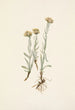 Antennaria luzuloides - Mary Vaux Walcott — weergave van het kunstwerk