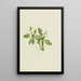 Cornouiller du Canada Cornus canadensis - Mary Vaux Walcott — ingelijst kunstwerk aan de muur