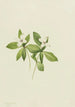 Cornouiller du Canada Cornus canadensis - Mary Vaux Walcott — weergave van het kunstwerk