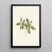 Fleur de cornouiller du Canada Cornus canadensis - Mary Vaux Walcott — ingelijst kunstwerk aan de muur